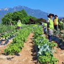 사계절농장 이미지