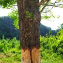 서후초등학교대흥분교장 이미지