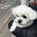 동그라개 | 평촌 의왕 애견미용 애견호텔 깔끔한 위생 미용과 목욕 강아지 후기 동그라개