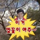 연남동벚꽃집 이미지