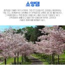 ((예비공지)) 4월19일(토) 춘천벚꽃여행+청펗사+춘천소양댐벚꽂길 춘천닭갈비골목 +중앙시장 +춘천도립화목원 이미지