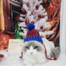 2909 | 고양이 라이언컷 미용 ~ 대전고양이미용실 페르시안캣