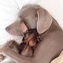 화룡반점 이미지