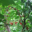 우리 김밥 이미지