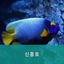 신흥호