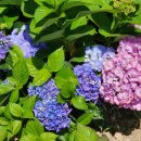 환상1리 이미지