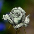 옥구공원 이미지