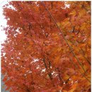 하사마을 이미지