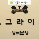 도그라이프 대구강아지분양 이미지
