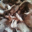 능어리 (능이) 버섯 이미지