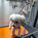 복이애견샵 이미지