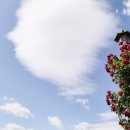 이곡장미공원 이미지