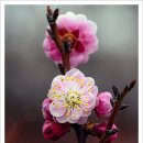 270-2022 | 창덕궁 만첩홍매, 왜 ‘만첩홍매’일까? (2022~2025 홍매 기록 + 창경궁 궁궐 산책)