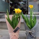 후리지아 이미지