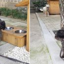 도그뷰티 이미지