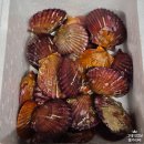 협동조합 달콤한밥상 | 홍가리비 2kg 만든 찜 , 가리비 치즈구이 (그대의밥상) 가리비 제대로 즐긴 날