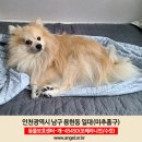 (인천시 미추홀구 용현동) 강아지를 찾습니다! 포메라니언 수컷 이미지