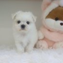 귀여운강아지 | 홍천강아지분양 귀여운 말티푸 입양 후기