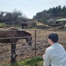 명석목장 이미지