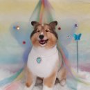 댕바라기 | 광진구 애견미용실 댕바라기 셔틀랜드쉽독 가위컷 솔직 후기