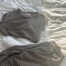 풀돌나무 이미지