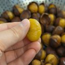 가을 밤은 삶지 말고 쪄야 하는 이유 이미지