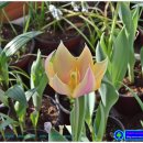 트로피칼 이미지