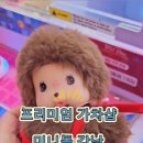 미니돌 강남 네이버블로그