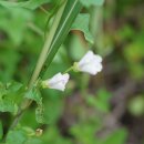 애기메꽃Calystegia hederacea Wall.(메꽃과 메꽃속) 이미지