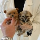 대구강아지분양 홍스퍼피 | 달서구강아지분양 알아보다 선택한 대구강아지분양 홍스퍼피 실제방문 후기와 솔직한 느낀점