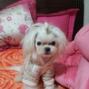 이쁘개 이동미용 이미지