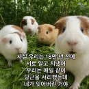 6월의 햄스터(쿼카도안쓰는블로기를내가왜써)