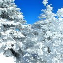 제239차 정기산행 지리산 천왕봉 (1.915m) 2016년도 새해 첫 눈산행 ＜산행완료＞ 이미지