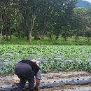 청강유치원 이미지