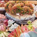 해림농장 이미지