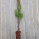 그린농장2 이미지