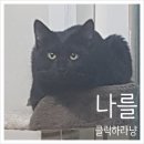 겐소빌치킨