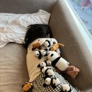 성두 | [쓰촨성 성두 4] 자이언트 팬더기지 다녀오기