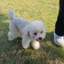 나의 반짝 그루밍 이미지