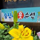 나리수선 이미지