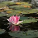 당고개동물병원 이미지