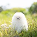 마리켄넬 이미지