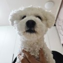 씨유(CU) 하단복성점 | CU 씨유 편의점 빼빼로 메타몽 굿즈 만족 후기