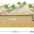 오이 재배법 이미지