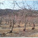 사과꽃필무렵 이미지