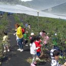 정선블루베리협동조합 이미지