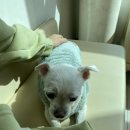 강아지 담낭슬러지 담낭점액종 내돈내산 후기 노견 마취 용종 절제 스케일링 발치 후기