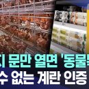 케이지 문만 열면 &#39;동물복지&#39;? 믿을 수 없는 계란 인증 &#39;동물복지 달걀&#39;의 배신 이미지