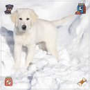 삽 | 강아지 배변삽 추천 후기! 인기 제품은?