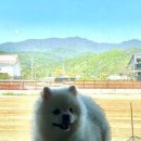 아라애견 이미지